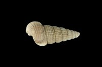 藏品(網目海蜷)的圖片